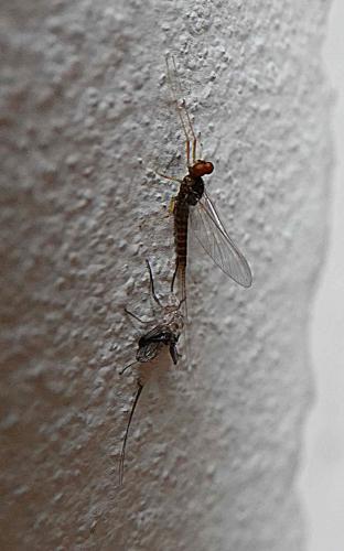 Réf. 234 706 : Serratella ignita
